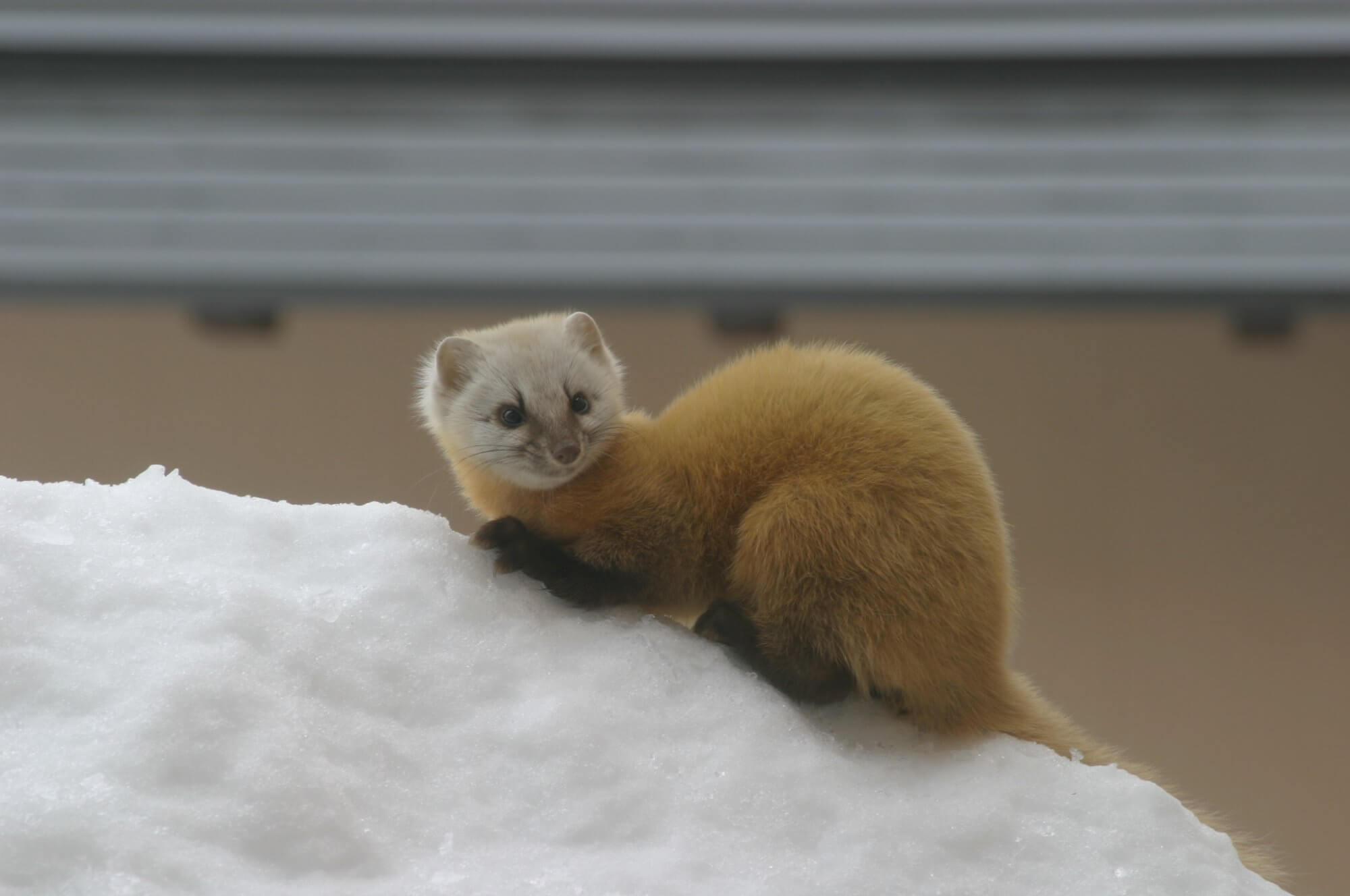 動物たちの雪わたり術 トヨタ白川郷自然學校