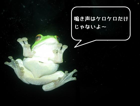 【中止】カエル語で話そう