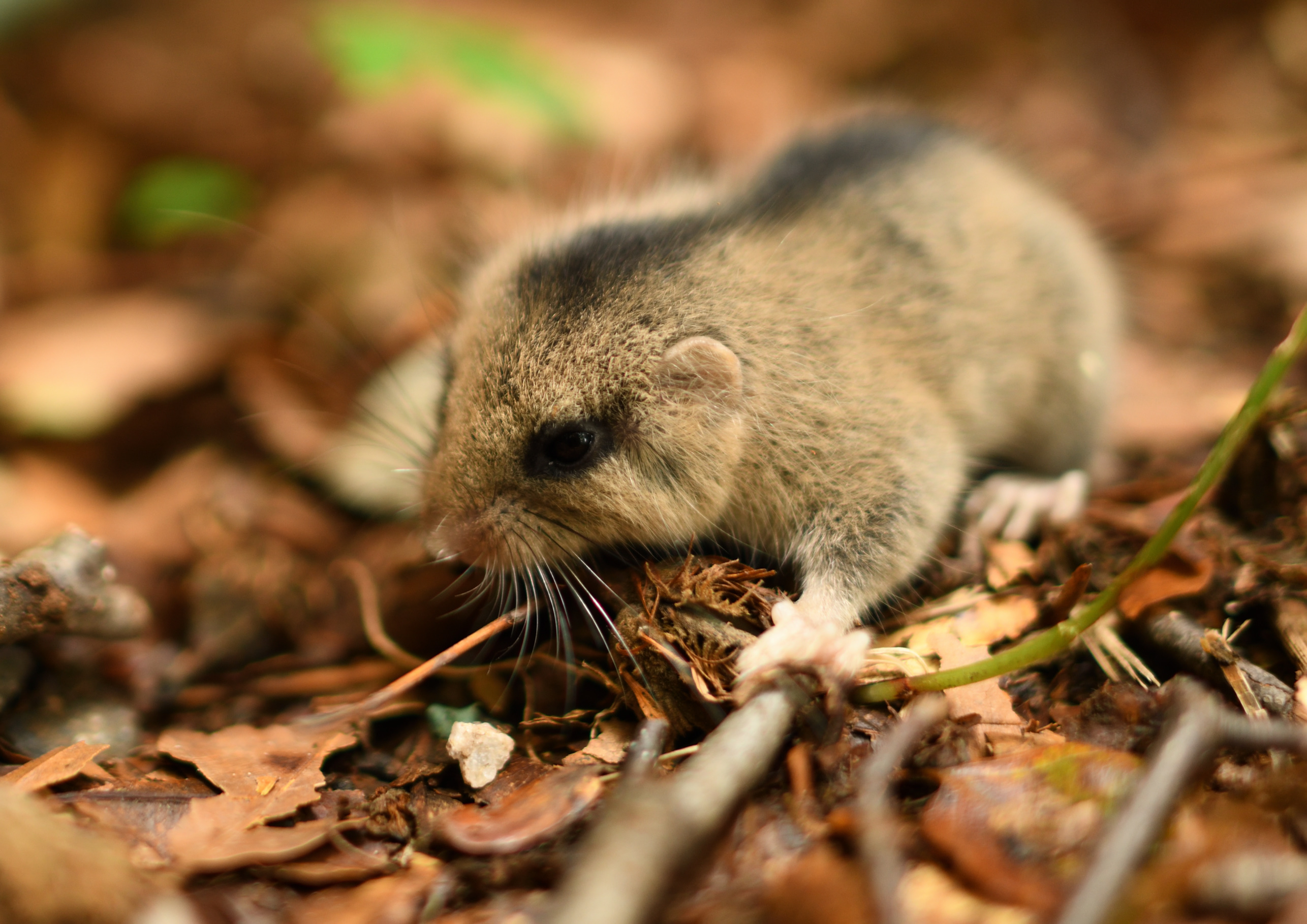 ニホンヤマネの撮影に成功 森の妖精 が可愛い過ぎる トヨタ白川郷自然學校