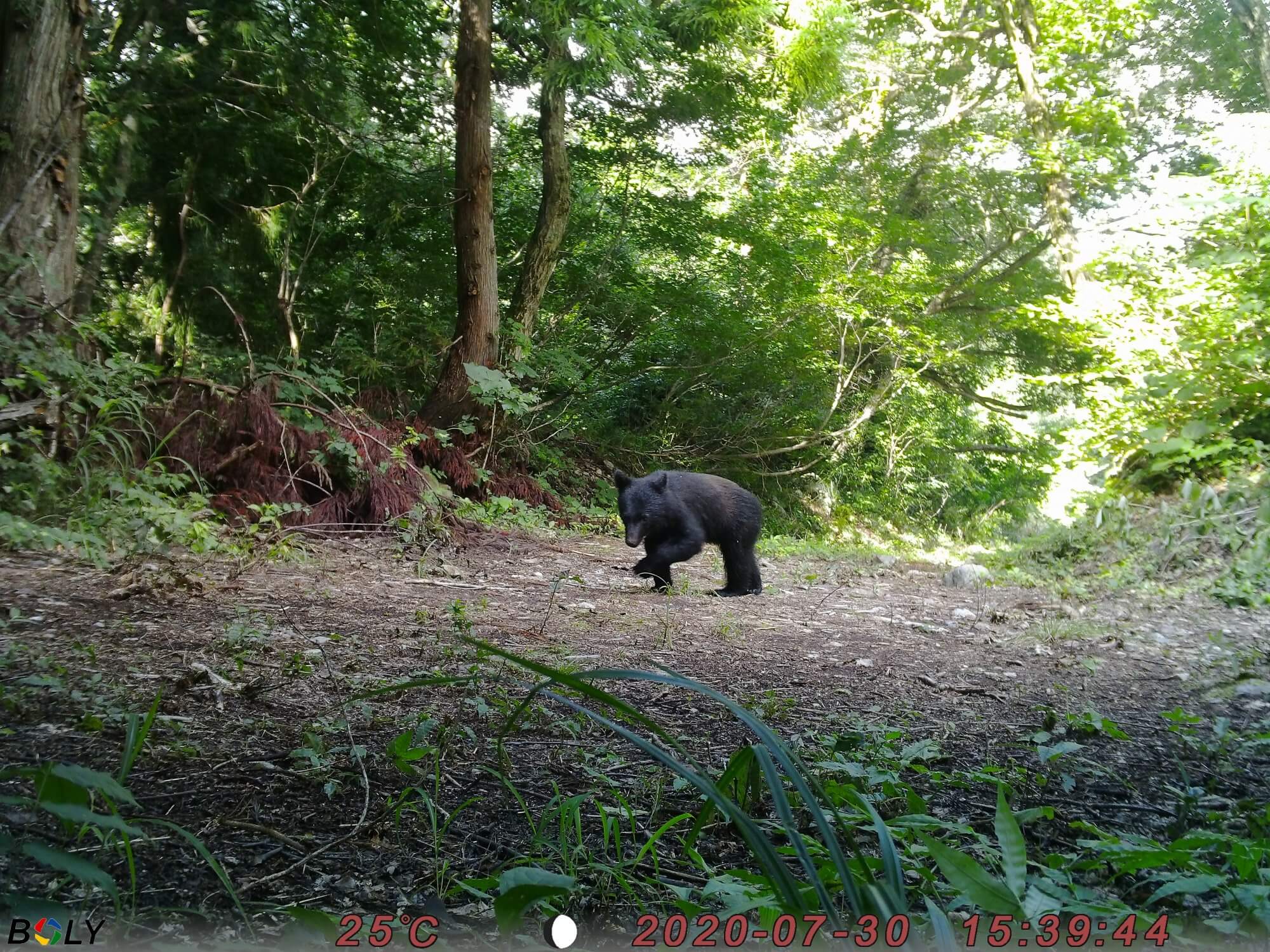 専属ガイドとツキノワグマを追う1泊2日