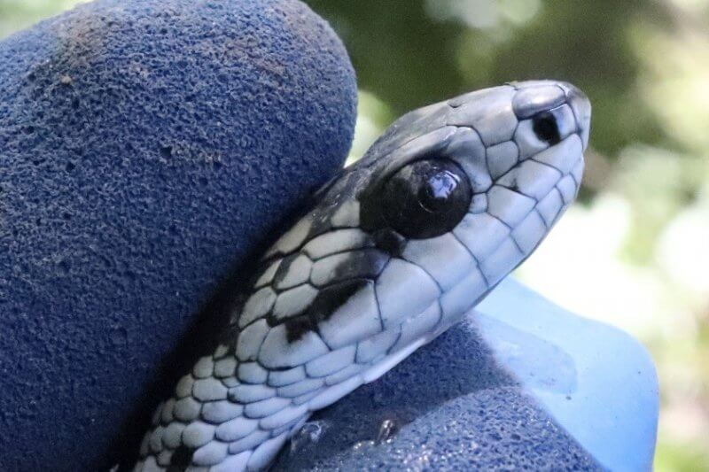 ヘビ の魅力をお話しをします トヨタ白川郷自然學校