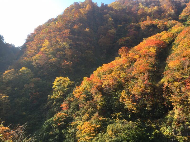 山登りの秋 紅葉の始まりから終わりまで トヨタ白川郷自然學校