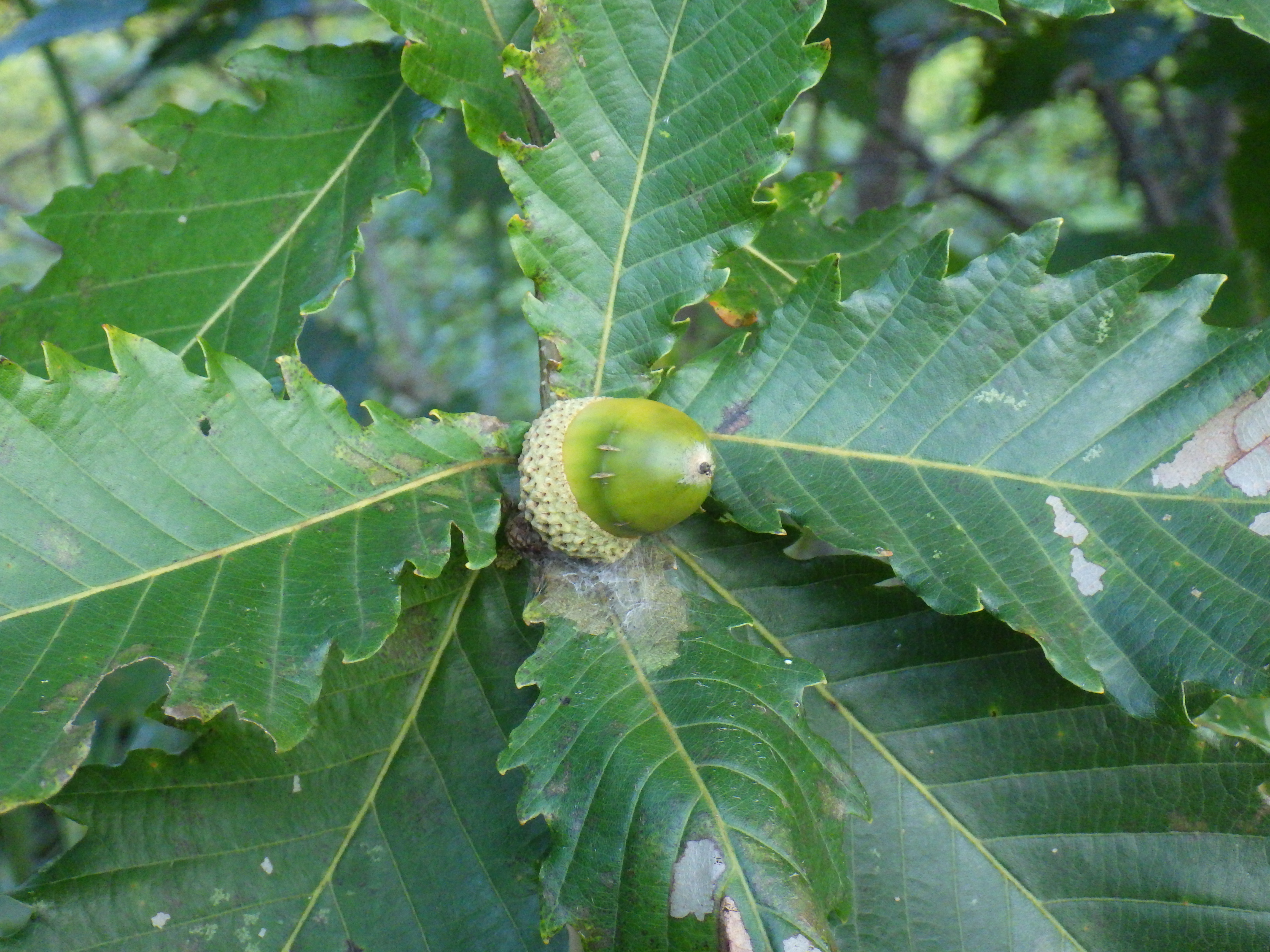 ドングリの根っこに学ぶ'生きる力' - トヨタ白川郷自然學校