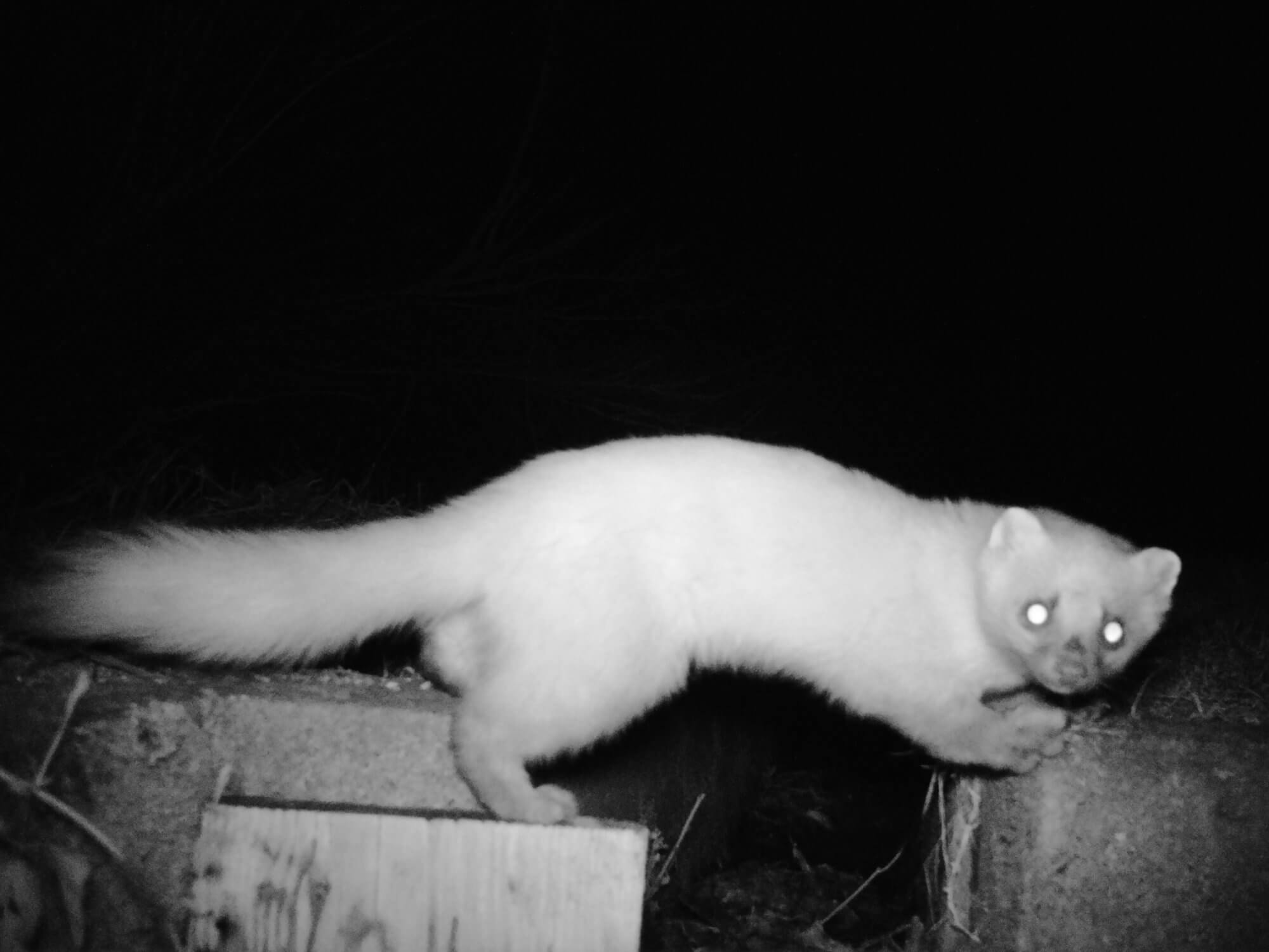 めざせ!どうぶつカメラマン